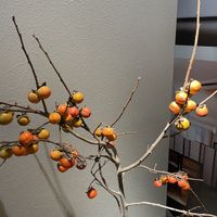   at Injoy Etsunou in Tokyo