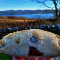 Peppered Steakless Pasty. at The Eating Gorilla in Penrhyndeudraeth