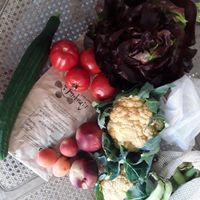 Elke week lekkere bio groentjes 🤗 at Bioboerderij 't Ambrozijn in Bruges