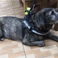 Rex ❤️ at Soul - Alimentação Saudável e do Bem in Braga