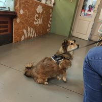 Teco aprovou o lugar pois além de vegan ainda é pet friendly ❤️🐶 #Veganuary at Soul - Alimentação Saudável e do Bem in Braga