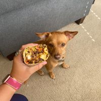 Vegan breakfast burrito with no cashew cream (dog for size reference (and cuteness)) at Breakfast Republic in Irvine
