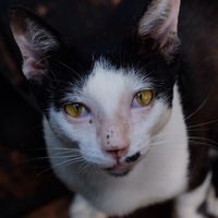 Sabai, a great little spirit ~   at Tamarind Tree Restaurant Mekong in Luang Prabang