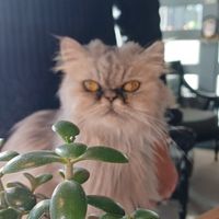  at The Coffee Cat in Almere