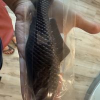 Giant vegan chocolate fish bar  at Grocer's Daughter Chocolate in Empire