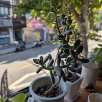 Great view at Plant Cafe & Kitchen - Itaewon in Seoul