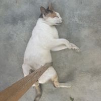   at Green Kukunari in Crete