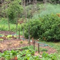 Local garden food at Sivananda Yoga Ranch Cafe in Woodbourne