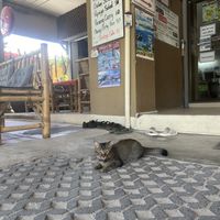 house cat "cocktail" loves to be loved😄 at P & T Hostel in Koh Samui