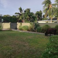 Visiting cow at Jaffna Heritage Hotel in Jaffna