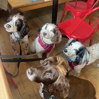 Spaniels squad friendly.  at Bad Girls Bakery Cafe in Muir Of Ord