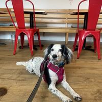 Mabel approved.   at Bad Girls Bakery Cafe in Muir Of Ord