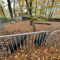   at De Groene Afslag in Bussum