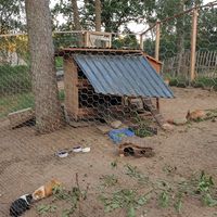 Rabbits and guinea pigs at Der Schafstall in Handeloh