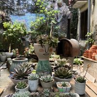Serene Succulent Garden  at Phin Coffee in Hoi An