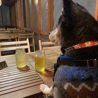 Cozy patio (dog-friendly) at Fermenter in Portland
