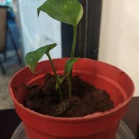 I visited the restaurant from the suggestion of a Russian vegan girl. She recommended many food especially burrito but I forgot to ordered it T_T It is sad that I cannot eat with h at Filthy Vegan in Ho Chi Minh City