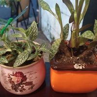 I visited the restaurant from the suggestion of a Russian vegan girl. She recommended many food especially burrito but I forgot to ordered it T_T It is sad that I cannot eat with h at Filthy Vegan in Ho Chi Minh City