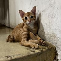 Cute cats!!! 🐱🖤  at Filthy Vegan in Ho Chi Minh City