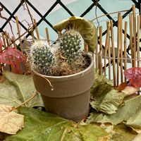 table at Green Flamingo in Innsbruck