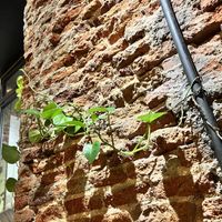 Interior details 🌿💚  at VEGA - Alamo in Madrid