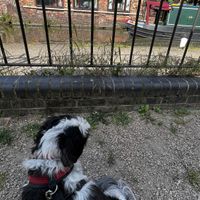 Great for dogs to watch the canal boats sail by  at Commandery Coffee in Worcester