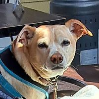 Those eyes... at SunCafe in Studio City