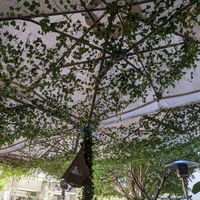 Lots of greenery sitting outside at Eden in Bondi Beach