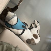 Pet friendly  at La Cookessa Bio in Granollers