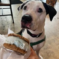   at Courtney's Cookies in Coral Gables