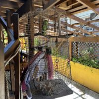 I got a juice here, and was so disappointed to spot this caged parrot on the way out. Won’t be back.  at Cannibal Cafe in Roatan