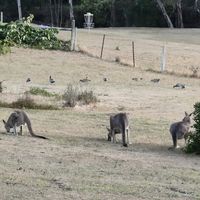 So many kangaroos! They're gorgeous to watch from the balcony. The property has fencing and designated off leash areas so that wildlife are safe from dogs. at Stephanie's Country Cottages in Drummond North