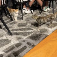   at Allas Souvlaki & More in Paros