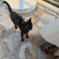   at Lorraine's Magic Hill in Kefalonia