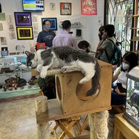   at Garros DeliGATessen in Mexico City