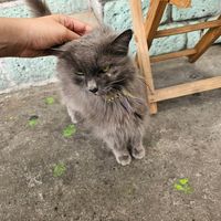 . at Garros DeliGATessen in Mexico City