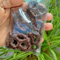  at Veggicano Plant Based in Mexico City