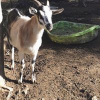Sanctuary at Happy Tails Farm Sanctuary in Harrowsmith