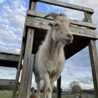   at Farm of the Free in Good Hope