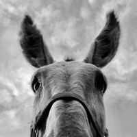 Eddie at Farm of the Free in Good Hope
