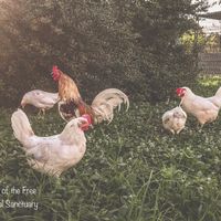 Rescued chickens  at Farm of the Free in Good Hope