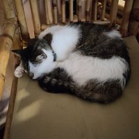 Sleeping Kitty at Dobrá Cajovna in Kutna Hora