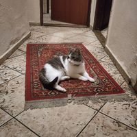  at Dobrá Cajovna in Kutna Hora