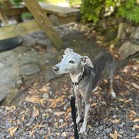   at Brambles in Inveraray