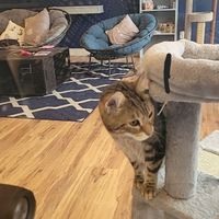  at affoGATO in Cleveland