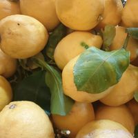 Décor at Aromaticus - Trastevere in Rome