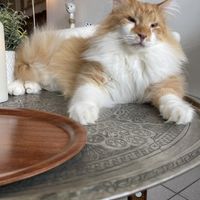 Gomez  at Jippies Kattencafe in Haarlem