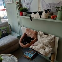 Two of the cats relaxing at Jippies Kattencafe in Haarlem