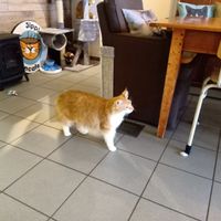 One of the kitties roaming at Jippies Kattencafe in Haarlem