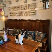 Lovely decorated!  at Jippies Kattencafe in Haarlem
